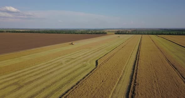 Two Harvesters On A Large Field Collect Rapeseed In Sunny Weather