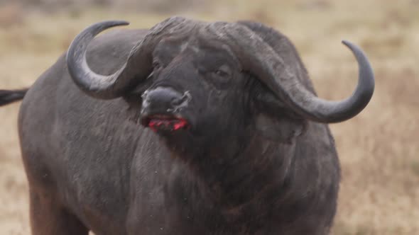 Cinematic and savage shot of buffalo wounded after fighting with blood in the mouth. Epic wild big f alt
