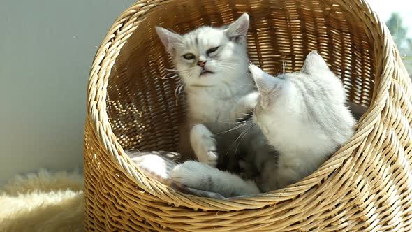 Two Kittens Playing In A Basket Bed alt