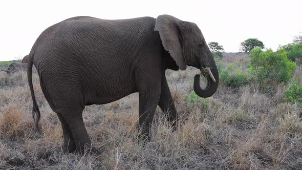 An African Bush Elephant uses trunk to bring grass to it's mouth alt
