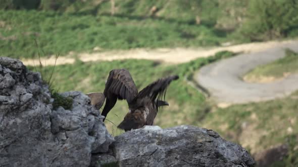 Vulture Jumping Off the Rock in Slow-mo
