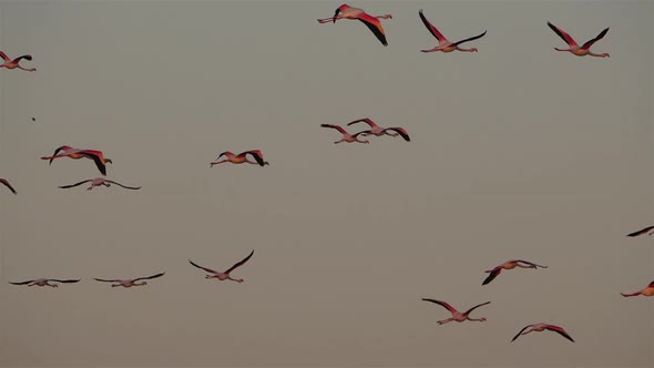 Greater Flamingos, Phoenicopterus roseus,Pont De Gau,Camargue, France alt