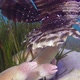 Geometric Morays Cleaning Lion-Fish - VideoHive Item for Sale