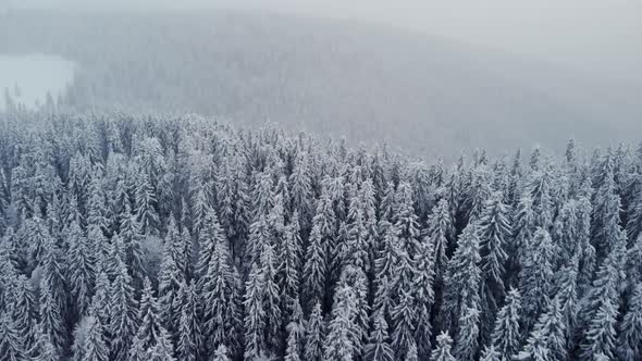 Drone Flying Above Winter Snow Covered Frozen Pine Forest in Mountain Valley