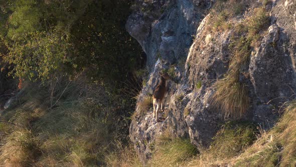 Top View of Small Wild Goat Feeding Over the Rocks