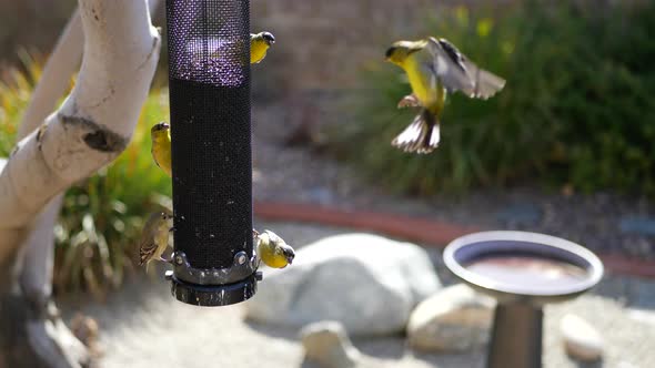 A group of many colorful California Goldfinch birds with yellow feathers flying and eating seeds on alt