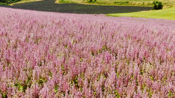 Lavender Fields in La Provence Near Valensole France