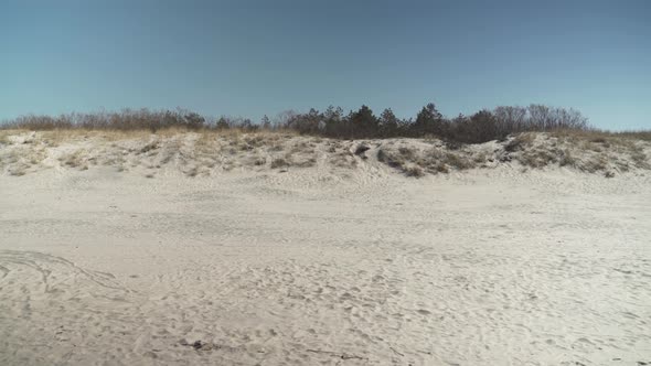 Side Walking on Smiltyne Beach Facing Sandy Dunes and Pines on Hill