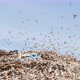 Birds Fly Over the City Dump - VideoHive Item for Sale
