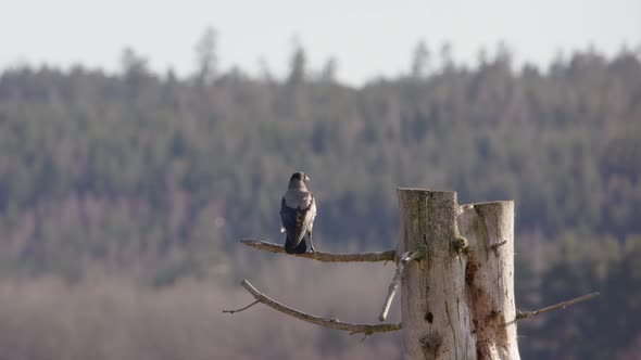 Hooded crow leaving its perch on a tree trunk in Sweden, scenic shot alt