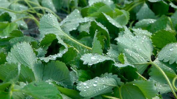 Watering System Inside the Greenhouse. Irrigation Process in Hothouse alt