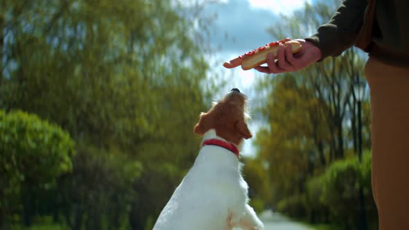 A Fox Terrier is Stealing a Hot Dog in a Park