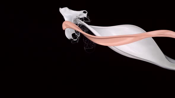 Beige and white paint splash in the air, Slow Motion alt