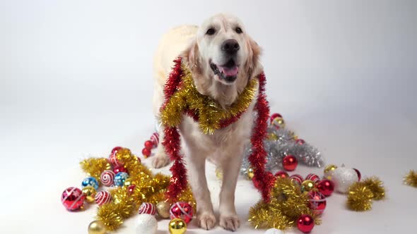 Funny Pets - Big Friendly Dog Posing in Studio with Christmas Decorations on a White Background