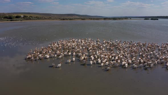 Pelican Colony at Besalma Lake in Moldova alt