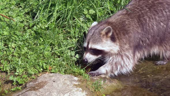 Racoon walking in small river during sunlight and searching for food.Close up slow motion shot. alt