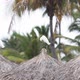 Heron Bird Sits on a Thatched Roof - VideoHive Item for Sale