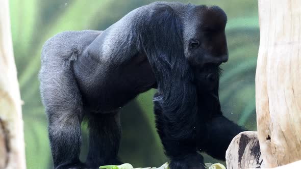 Gorilla eating vegetables. Gorilla having lunch (Gorilla gorilla).