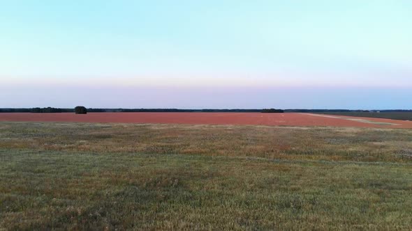 Pink Field