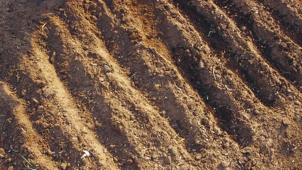 A Woman's Hand Closeup Pours Compost or Humus Into the Furrows in the Garden alt