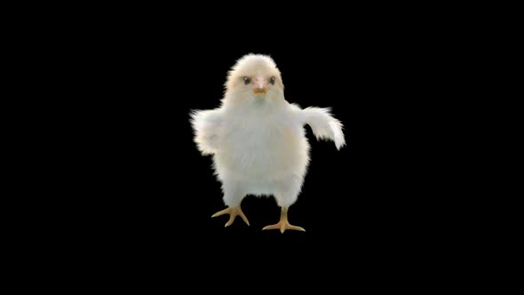 08 Baby Chicks Dancing HD alt