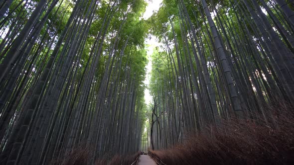 Arashiyama bamboo forest in Japan alt