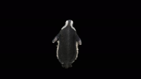 Penguin Dancing 4K alt