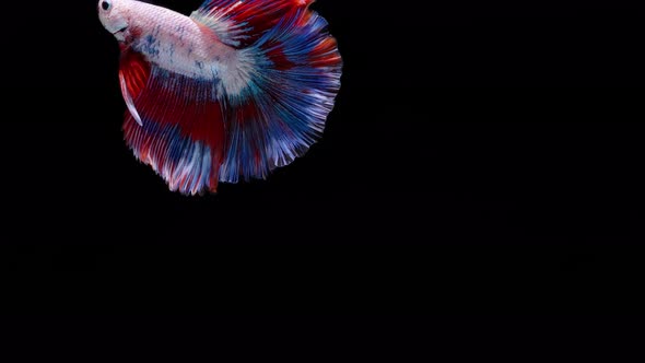 Multi color Siamese fighting fish