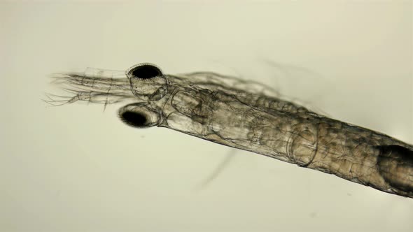 Red Sea Plankton and Zooplankton Under a Microscope, Order Mysida, Looks Very Much Like a Shrimp alt