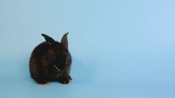 Cute little black bunny rabbit clean right foot and stay on blue screen background alt
