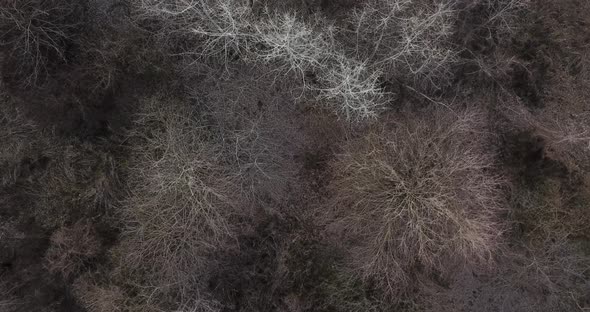 Aerial View From Above of Autumn Forest Gray Trees Bald Trees in Late Autumn alt