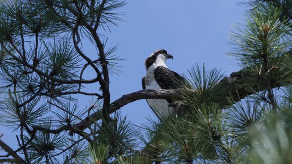 osprey looks strongly into the distance perched in between the pine needles. alt