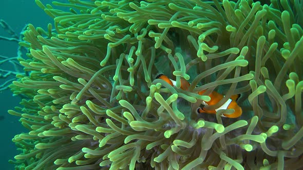 Clownfish swimming in green sea anemone with blue ocean in the background. alt