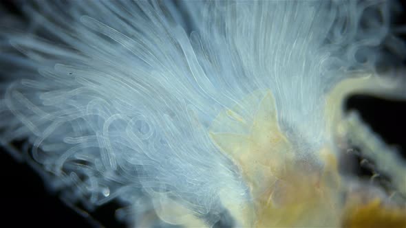 Worm Polychaeta of Family Terebellidae Under the Microscope Phylum Annelida alt