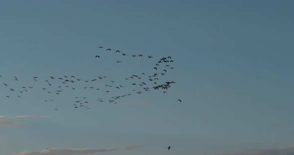 Lesser Flamingo, phoenicopterus minor, Group in Flight, Colony at Bogoria Lake in Kenya alt