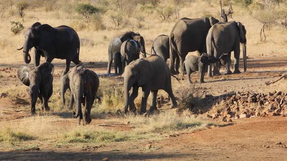Herd of African elephants (Loxodonta africana) moving from a waterhole, Kruger National Park, South alt