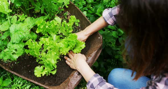 Mature woman planting in the garden 4k alt