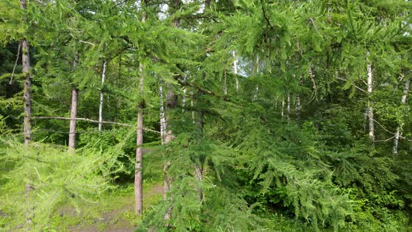 Evergreen pine tree branches, summer aerial view