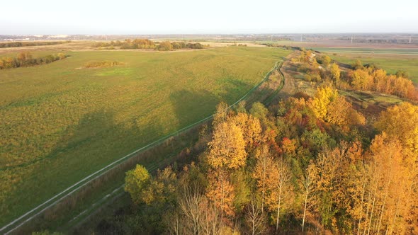 Flying Over the Autumn Orange Trees in the Fields. Aerial View of Autumn Colors. Drone Turns