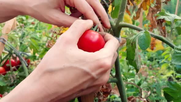 Woman harvesting fresh organic tomatoes in the garden on a sunny day alt