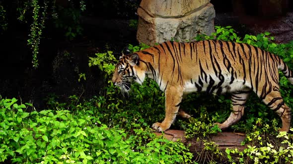 slow-motion of bengal tiger walking in the forest alt