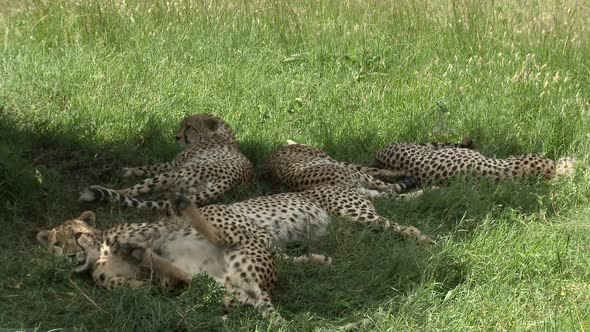 Cheetah (Acinonyx jubatus)  "the five brothers" of the Maasai Mara, relaxing together in the shade o alt