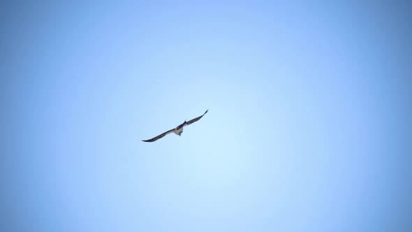 A Free Bird Soars in the Blue Sky