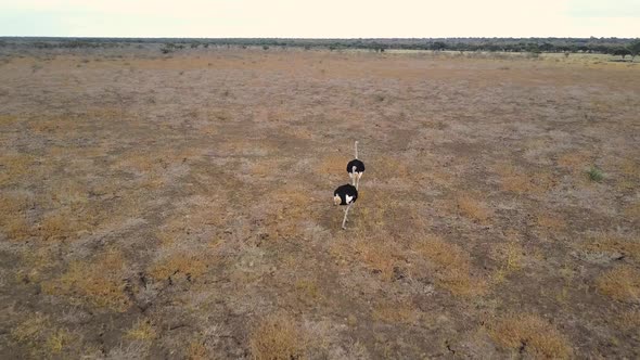 Aerial Flyby of two ostriches walking through barren desert in Botswana alt