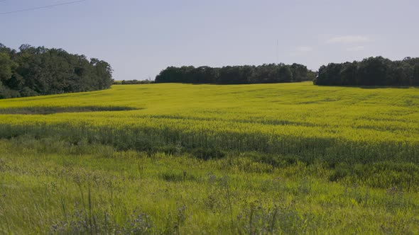 Pan left to right of Canola field in Manitoba with barn in background alt