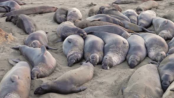 Californian Elephant Seal Colony alt