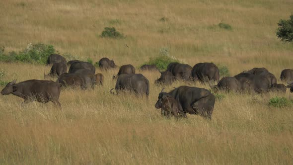 Cape buffaloes with calves grazing alt