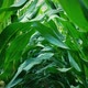 Walking Through Corn Crops Pov - VideoHive Item for Sale
