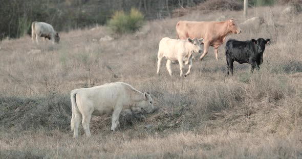 Cattle Of The Alentejana Breed Grazing In A Rural Field In Alentejo, Portalegre, Portugal - Slow Mot alt