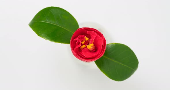 Japanese Camellia Flower Blooming Time Lapse